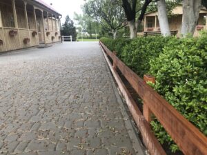 IMG_6982